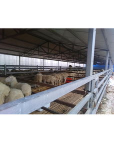 焦作市中站区兵帅养殖专业合作社 专业动物养殖与销售的绿色典范